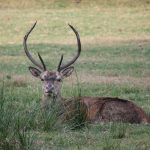 Perché il Bosco della Mesola è un'area interessante?