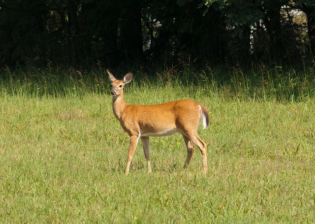 Bosco Della Mesola: Percorsi, Visita E Animali Da Vedere